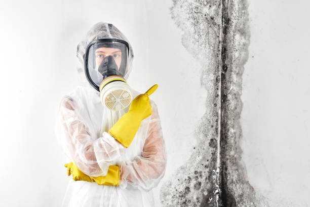 Why You Should Choose Our Mold Remediation Services in Harbor Springs, MI