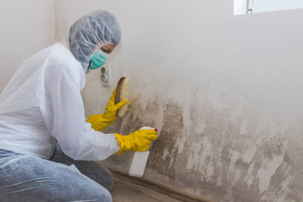 Mold Odor Removal Services in Harbor Springs, MI